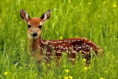 Wildlife Wallpapers Desktop   Wallpapers Cave