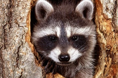 Google Image Result For Http://www.free pet wallpapers.com/free ...