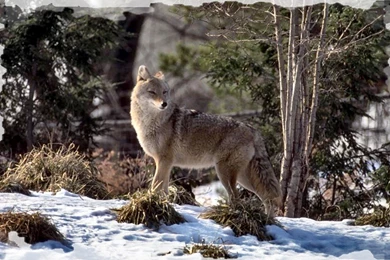 Dogs Canis Latrans Coyote F1 Photography Canine Dog Animal Jackal ...