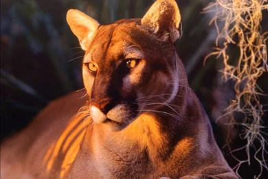 Free Florida Panther, Wildlife Big Cats Computer Desktop Wallpapers