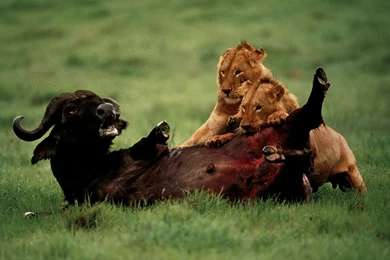 Wildlife: National Geographic 100 Best Wildlife Animal Wllpapers ...