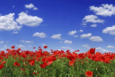 Poppy Flower Images And Wallpapers Download