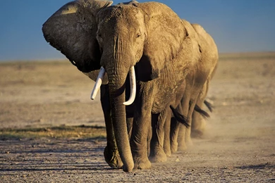 Wildlife: National Geographic 100 Best Wildlife Animal Wllpapers ...