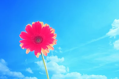 Bright, Flower, Flower Wallpapers, Nature Images, Plants, Hd ...