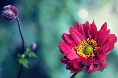 Nature Flowers Pink Hd Wallpapers