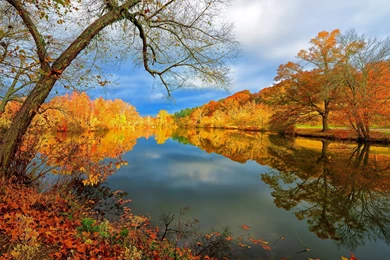 Beautiful Natural Wallpapers Yellow Flower Tree Beside Lake
