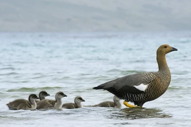 Tablet PC Wallpapers   Nice Backgrounds For Android Tablet Apple ...