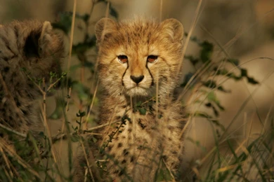 Animals Full Hd Wallpapers Hd 1080P 1980X1080 High Quality Views ...