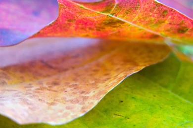 1920x1200 Nice Leaf Desktop PC And Mac Wallpapers