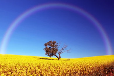 High Quality Wallpaper Images Widescreen   Fullwidehd.com