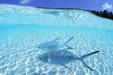 High Quality 3D Wallpapers