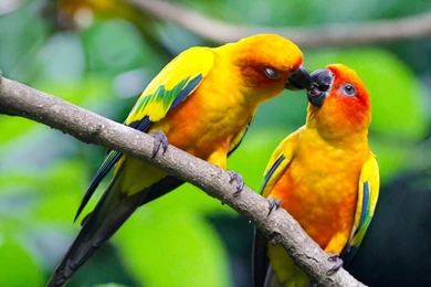 40 Beautiful Love Birds Wallpapers