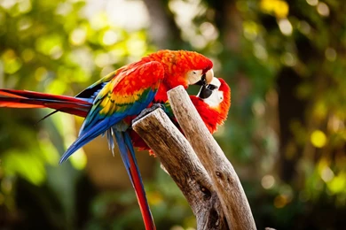 40 Beautiful Love Birds Wallpapers