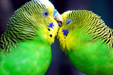 Wallpapers Of Love Birds   Wallpapers Cave