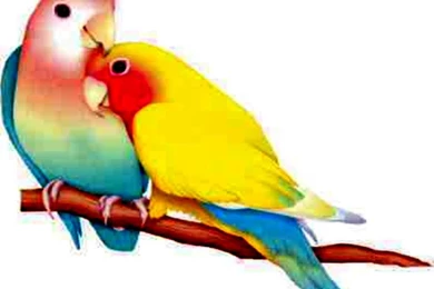 Love Birds Images Free Download