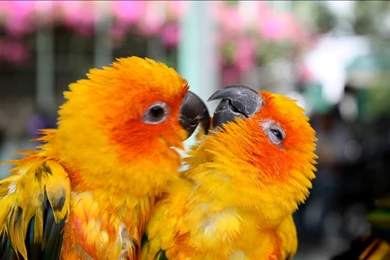 Love Birds Wallpapers   HD Wallpapers Pretty