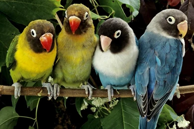 Love Bird Wallpapers HD