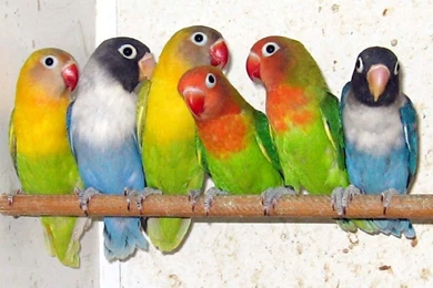 Free Wallpapers Lovebirds