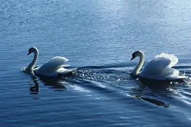 Desktop Wallpapers Of Love Birds Download