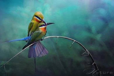 Lovebirds HD Wallpapers
