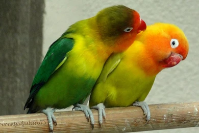 Love Bird Wallpapers HD