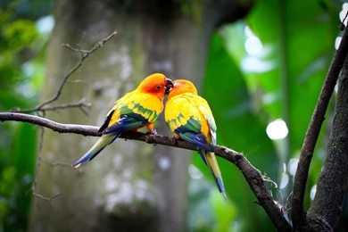 Birds Couple HD Wallpapers