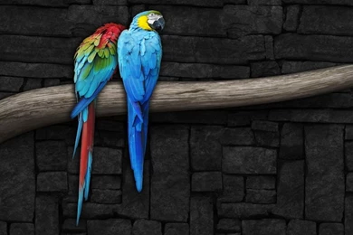 Beautiful Birds Wallpapers HD Pictures