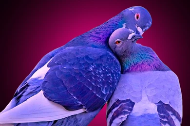 Love Birds Kissing Wallpapers