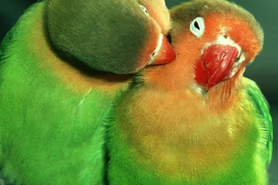 Birds Love Birds Animals Green Animal Wallpapers Pictures Hd ...