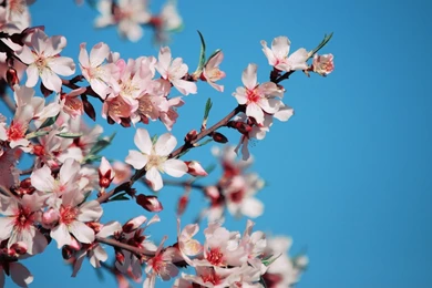 Download Wallpapers 1920x1080 Blossom, Flower, Pink, Bright, Blue ...