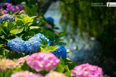 Beautiful Green Flowers Wallpapers   Photo 184 Of 335