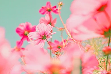 Bright Pink Wallpapers   All Wallpapers New