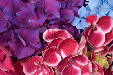 Purple Pink Blue, 1600x900 Pixels : Wallpapers Tagged Bloom ...