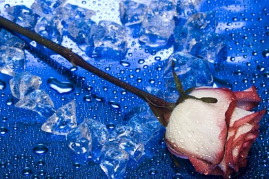 Fresh Flower Wallpapers   Page 3   New Flower Wallpapers   Hi ...