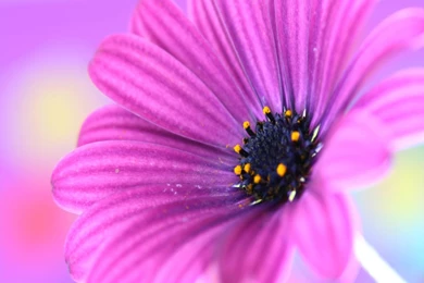 Flower Wallpaper... Top 10