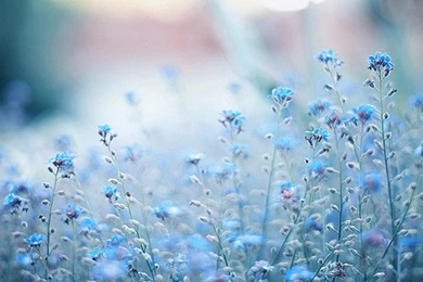DELICATE BLUE FLOWERS WALLPAPER   (