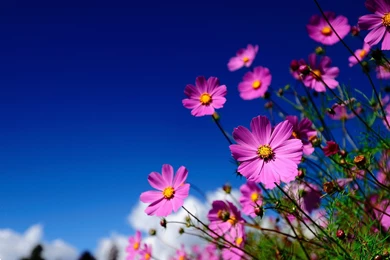 Pink Flowers Meadow Wallpapers