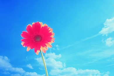 Pink Gerbera Wallpapers   Flower Wallpapers