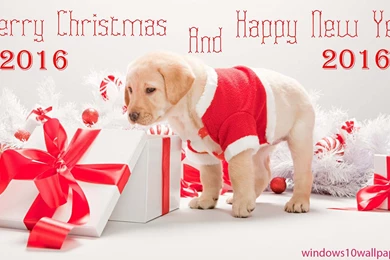 Download Ultra HD Quality Windows10 4K Wallpapers