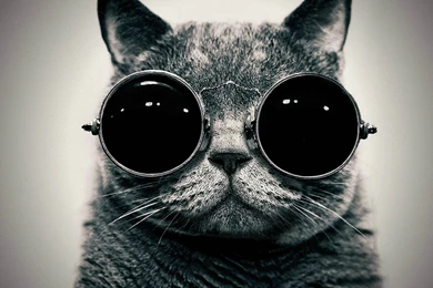 Badass Kitty [1920x1200] : Pikdit