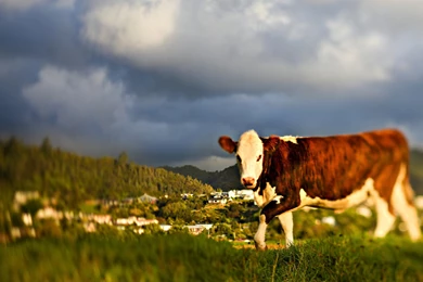 Cow Free Wallpapers 11296   Amazing Wallpaperz