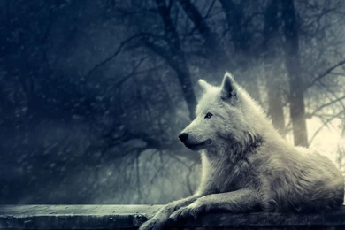 Alone Wolf Desktop Wallpapers