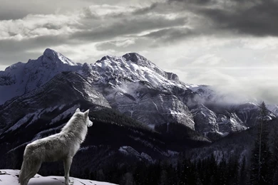 Wolf Computer Wallpapers, Desktop Backgrounds