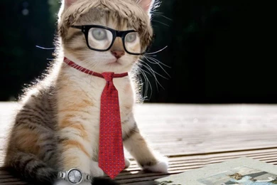 Cat Wallpapers Pictures Pagei012