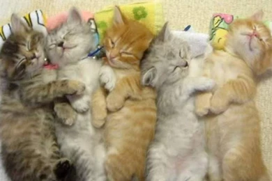 Free Cat Wallpapers   HD Wallpapers Pretty