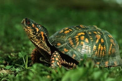 Tortoise Animal Wide HD Wallpapers