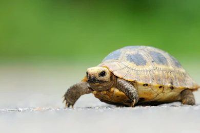Baby Elongated Tortoise HD Desktop Wallpapers : Widescreen : High ...