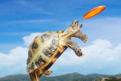 Tortoise iPhone 5s Wallpapers