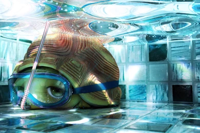 Download 1920x1080 Tortuga The Tortoise Wallpapers