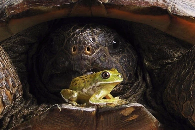 Tortoise Wallpapers >> Backgrounds With Quality HD